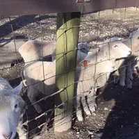 伊香保グリーン牧場の写真・動画_image_206213