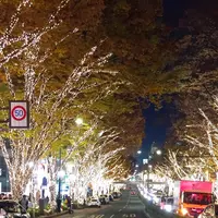 表参道　ケヤキ並木の写真・動画_image_207375