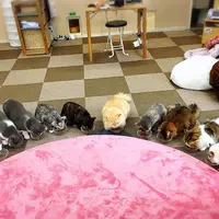 Cat Cafe ねころびの写真・動画_image_207602