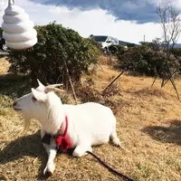 芦ノ湖スカイラインの写真・動画_image_209761