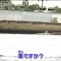 葦の写真・動画_image_212803