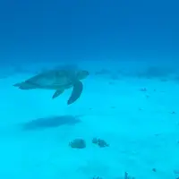 座間味ダイバーズエッグプロジェクトの写真・動画_image_213908