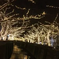 目黒川の写真・動画_image_214435