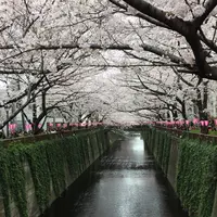 目黒川の写真・動画_image_214672