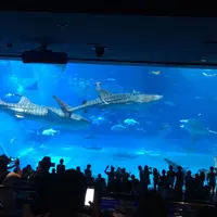沖縄美ら海水族館の写真・動画_image_216591