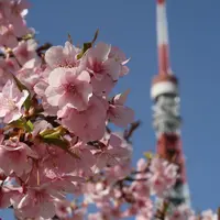 芝東照宮の写真・動画_image_216830