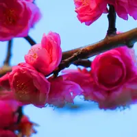 梅林寺の写真・動画_image_216834