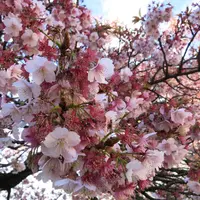 糸川遊歩道の写真・動画_image_216855