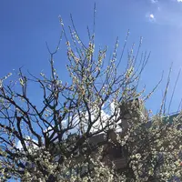 湯島天満宮（湯島天神）の写真・動画_image_217682