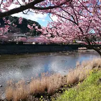 河津川の写真・動画_image_217781