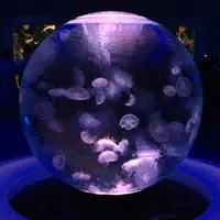 新江ノ島水族館の写真・動画_image_218134
