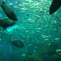 新江ノ島水族館の写真・動画_image_218162