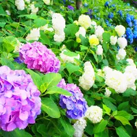 長谷寺の写真・動画_image_218817