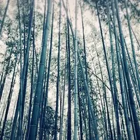 嵯峨野 竹林の道の写真・動画_image_219064