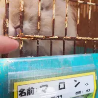 宝登山小動物公園の写真・動画_image_219171