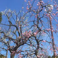 羽根木公園の写真・動画_image_219714