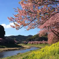 みなみの桜と菜の花街道の写真・動画_image_219788