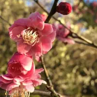 池上梅園の写真・動画_image_219832