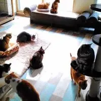 らぶねこの写真・動画_image_220818