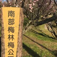 南部梅林の写真・動画_image_221371
