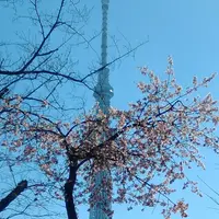 隅田公園の写真・動画_image_221752