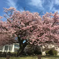 向島小学校の写真・動画_image_222588