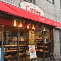 カトレアの写真・動画_image_222692