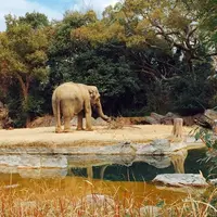 天王寺動物園の写真・動画_image_222938