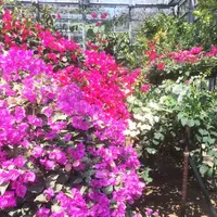 八丈植物公園の写真・動画_image_223643