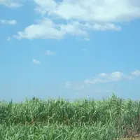 読谷村  好きです！の写真・動画_image_224053