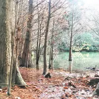 篠栗九大の森の写真・動画_image_225144