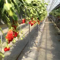 小泉農園ストロベリーショップの写真・動画_image_225321