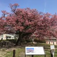 向島小学校の写真・動画_image_225329