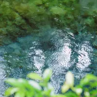 白川水源の写真・動画_image_225371