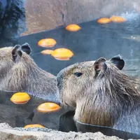 伊豆シャボテン動物公園の写真・動画_image_225692