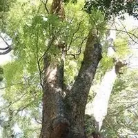 来宮神社の写真・動画_image_225698