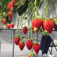 市野園芸の写真・動画_image_226225