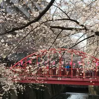 目黒川の写真・動画_image_226665