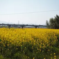 加茂川の写真・動画_image_226775