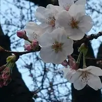 目黒川の写真・動画_image_227139