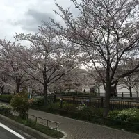 山崎川の写真・動画_image_227445