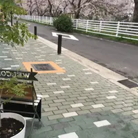 黒川の桜の写真・動画_image_227451