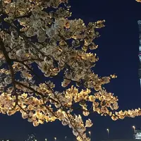 隅田川の写真・動画_image_227591
