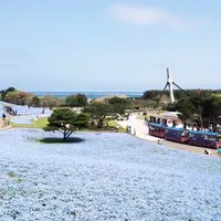 国営ひたち海浜公園の写真・動画_image_227616