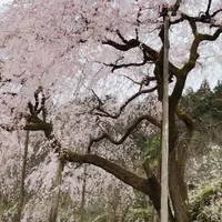 田ノ頭のしだれ桜の写真・動画_image_227769
