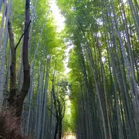 嵯峨野 竹林の道の写真・動画_image_228106