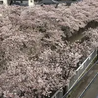 神田川の写真・動画_image_228243