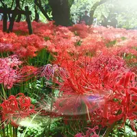 巾着田公園入り口の写真・動画_image_228254
