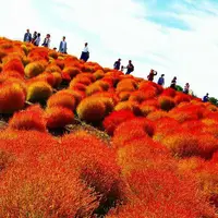 国営ひたち海浜公園の写真・動画_image_228344