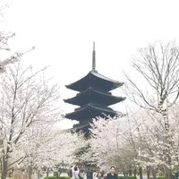 東寺（教王護国寺）の写真・動画_image_228383